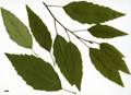 SpeciesSub: subsp. glabrata